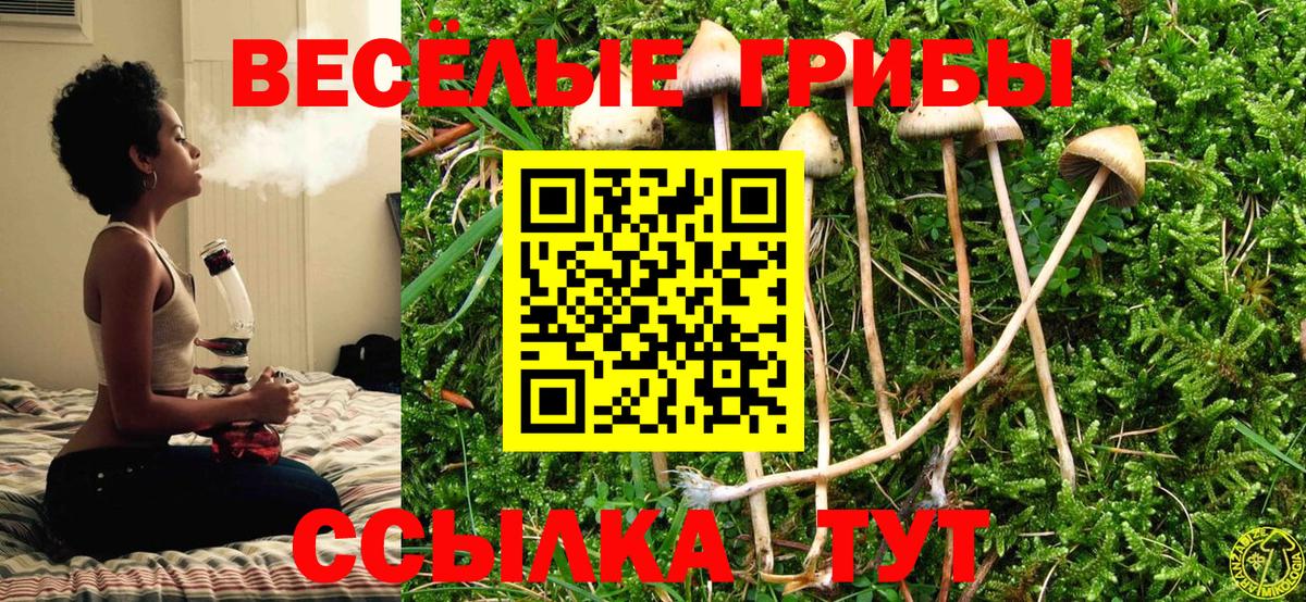 Псилоцибиновые грибы Psilocybe  Вход с VPN  Галлюциногенные грибы ЛСД  Отрадное 